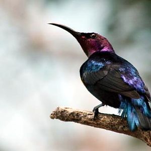 Splendid Sunbird