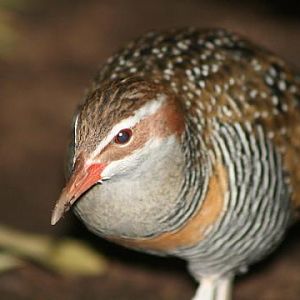 Buff-banded Rail