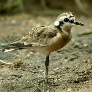 Kittlitz's Plover