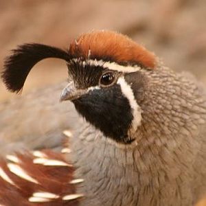 Gambel's Quail
