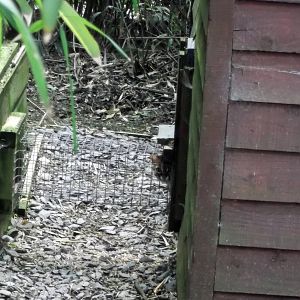 Palawan Leopard Cat 12/4/2014