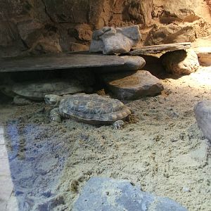 Pancake Tortoise 12/4/2014