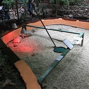 Free range tortoise area