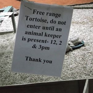 Free range tortoise sign 12/4/.2014
