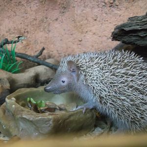 Lesser Hedgehog tenrec 12/4/2014