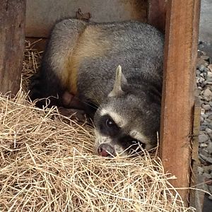 crab eating raccoon (Procyon cancrivorus)