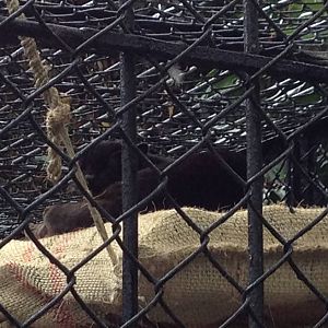 Melanistic Oncilla (Leopardus tigrinus)