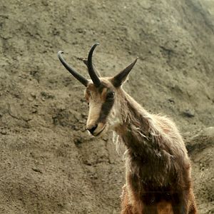 Mappins memories, May 1985