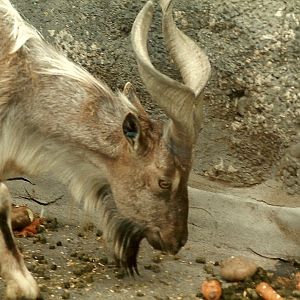 Mappins memories, May 1985