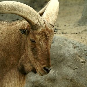 Mappins memories, May 1985