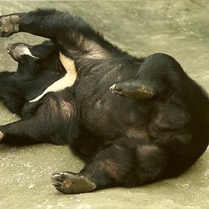 Mappins memories, May 1985