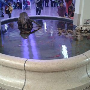 Bassin for Koi carps