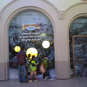 Reef aquarium under construction