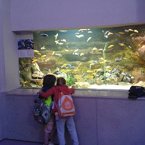 African lakes aquarium