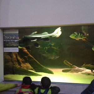 Amazonas aquarium