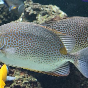 Orangespot rabbit fishes