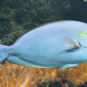 Elongate surgeonfish