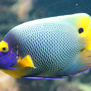 Blueface angelfish