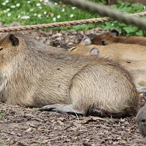 Capybaras