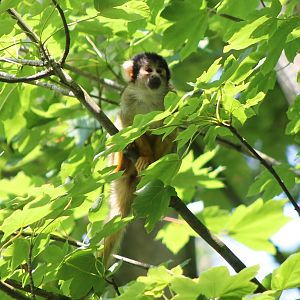 Squirrel monkey