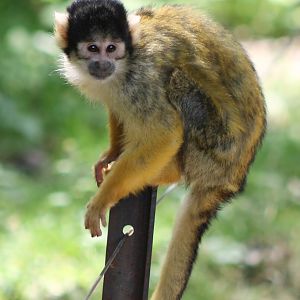Squirrel monkey