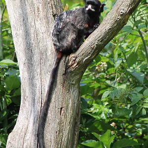 Red-bellied tamarin