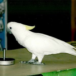 Chucky, September 2013