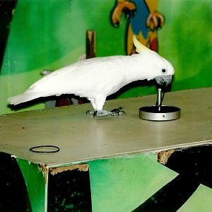 Chucky, September 2013