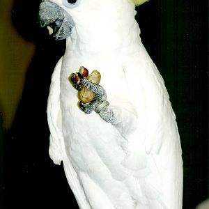 Chucky, September 2013