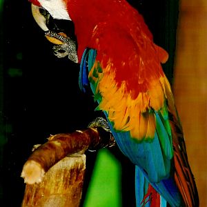 Angus, September 2013