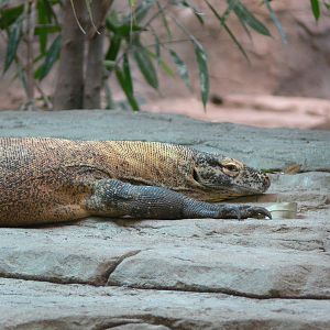 Komodo Dragon at Chester, 23/07/14
