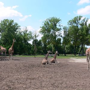 Giraffe exhibit at Chester, 23/07/14
