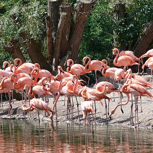 Flamingos at Chester, 23/07/14