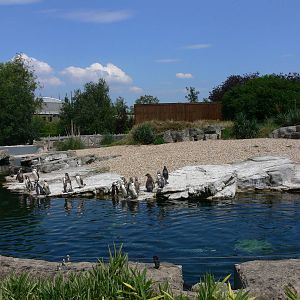 Penguin Exhibit at Chester, 23/07/14