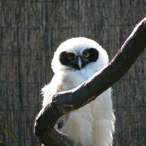 Spectacled Owl at Chester, 23/07/14