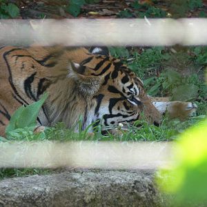 Sumatran Tiger at Chester, 23/07/14
