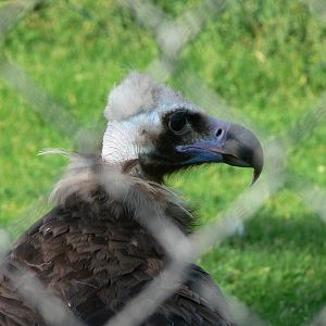 European Black Vulture at Chester, 23/07/14