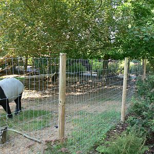 Tapir Exhibit at Chester, 23/07/14