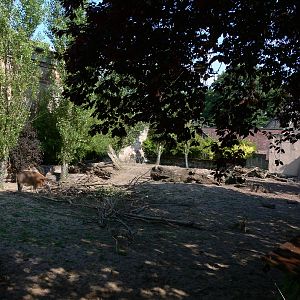 Red River Hog Exhibit at Chester, 23/07/14