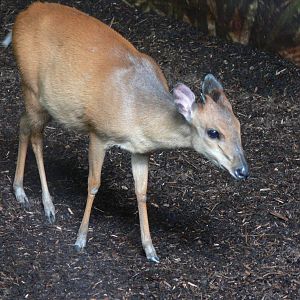 Natal Red Duiker at Chester, 23/07/14
