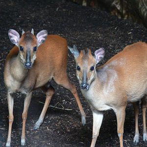 Natal Red Duikers at Chester, 23/07/14
