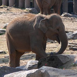 Asian Elephant at Chester, 23/07/14