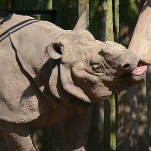 Indian Rhino at Chester, 23/07/14