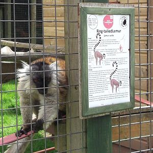 Unhelpful Lemur  12/4/2014