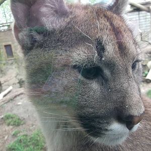 Puma again !! 12/4/2014