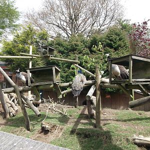 Tree Porcupine Enclosure  ...