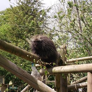 Tree Porcupine taking his rightful place 12/4/2014
