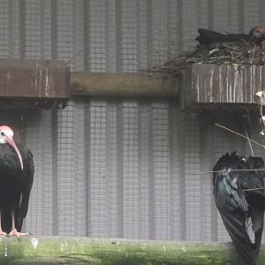 Southern Bald Ibis 12/4/2014