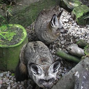 Bat Eared Foxes 12/4/2014