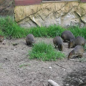 Azara`s Agouti 12/4/2014